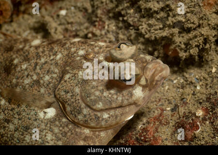 Foto subacquee di un mimetizzata rock pesce in oceano pacifico. presi in whytecliff Park, West Vancouver, BC, Canada. Foto Stock