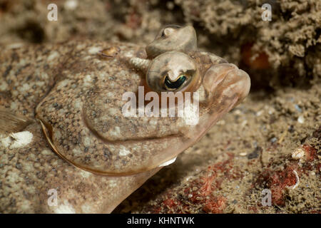 Foto subacquee di un mimetizzata rock pesce in oceano pacifico. presi in whytecliff Park, West Vancouver, BC, Canada. Foto Stock