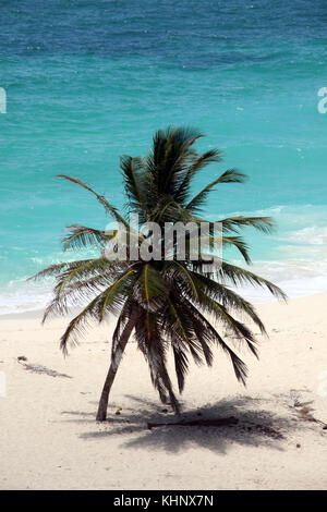 Lonely Palm tree sul wote spiaggia di sabbia in barbadoa, il Caribe Foto Stock