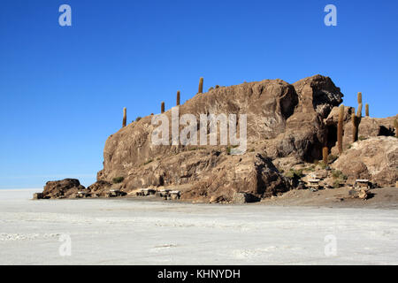 Cactus sull'isola incahuasi a uyuni Salt Lake, Bolivia Foto Stock