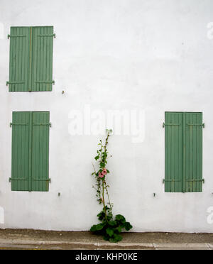 Loix, persiane e hollyhock Foto Stock