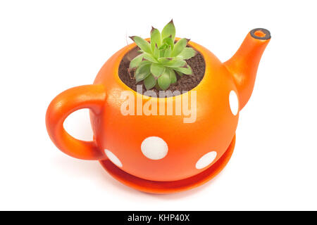 Vaso di fiori in forma di teiera con semprevivo isolato su bianco Foto Stock