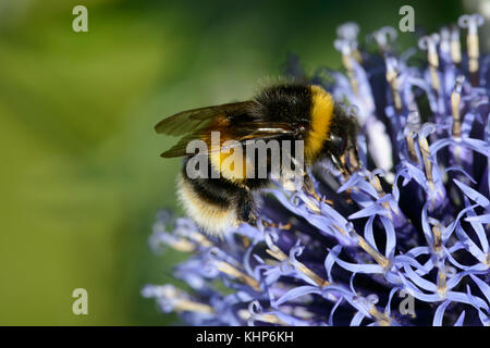 Buff-tailed Bumblebee (Bombus terrestris), il lavoratore alimentare sulla testa di fiori Foto Stock