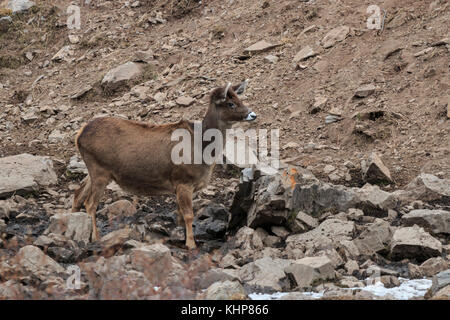 White-Lipped Deer (Przewalskium albirostris o Thorold cervi) in una regione montuosa zona tibetana, Cina Foto Stock