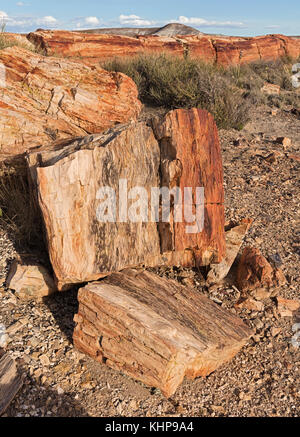 Il legno si è rivolta a pietra nel Deserto Dipinto. Foto Stock