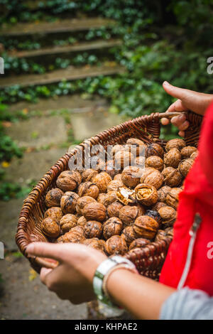 In autunno la raccolta di noce nel cesto di vimini incrinato dimezzata in bulk, Huvosvolgy Budapest Ungheria Foto Stock