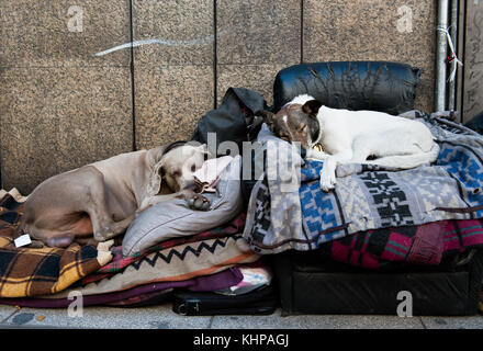 Due cani randagi dormire comodamente su respinto coperte nelle strade di Buenos Aires Foto Stock