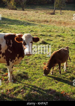 Latte di mucca e di vitello in campo nel New Jersey Foto Stock