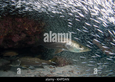 Snook, Centropomus undecimalis, sott'acqua nelle Florida Keys Foto Stock