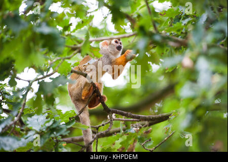 Collezione di animali da zoo nei loro contenitori. mammiferi e uccelli. Foto Stock