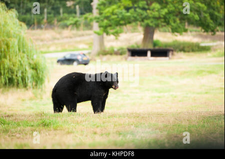 Collezione di animali da zoo nei loro contenitori. mammiferi e uccelli. Foto Stock