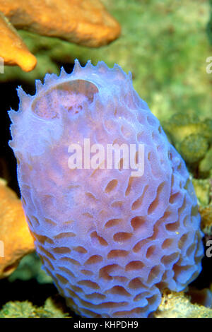 Vaso azzurro spugna, Callyspongia plicifera Foto Stock