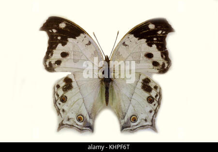 La foresta madre-perla o madre comune-di- perla (Protogoniomorpha parhassus) Foto Stock