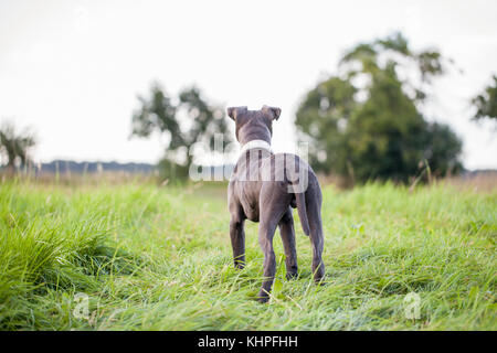 Pitbull cane con collare blu su sfondo di erba Foto Stock