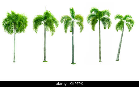 Set di cinque Manila palm, Natale Palm tree ( Veitchia merrillii (Becc.) S.E. Moore ) isolati su sfondo bianco utilizzato per la pubblicità di una decorativa Foto Stock