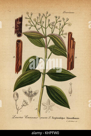 Il vero albero di cannella o Cannella di Ceylon tree, Cinnamomum verum (Laurus cinnamomum). Handcolored incisione su rame dal dott. Willibald Artus' Hand-Atlas sammtlicher mediinisch-pharmaceutischer Gewachse, (manuale di tutti i presidi medico-impianti farmaceutici), Jena, 1876. Foto Stock