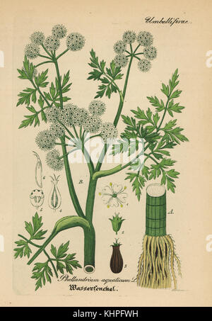 Fine-lasciava in acqua-dropwort, Oenanthe aquatica (Phellandrium aquaticum). Handcolored incisione su rame dal dott. Willibald Artus' Hand-Atlas sammtlicher mediinisch-pharmaceutischer Gewachse, (manuale di tutti i presidi medico-impianti farmaceutici), Jena, 1876. Foto Stock