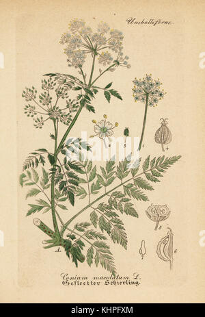 Poison hemlock, Conium maculatum. Handcolored incisione su rame dal dott. Willibald Artus' Hand-Atlas sammtlicher mediinisch-pharmaceutischer Gewachse, (manuale di tutti i presidi medico-impianti farmaceutici), Jena, 1876. Foto Stock