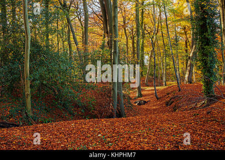 Veduta autunnale di fairy boschi in claverton down, bagno, England, Regno Unito Foto Stock