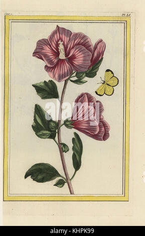 L'Althea en arbre. Rose mallow, Hibiscus syriacus. Offuscato la farfalla di zolfo, Colias philodice. Handcolored incisione da Pierre Joseph Buchoz' Collection precieuse et enluminee des Fleurs les plus belles et les plus curieuses, qui se cultivent tant dans les jardins de la lombata, que dans ceux de l'Europe, Parigi, 1776. Foto Stock