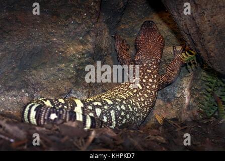 In perline messicano lizard (Heloderma horridum exasperatum), a.k.a. Rio Fuerte bordato lizard Foto Stock