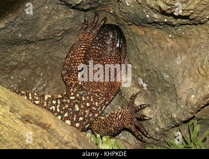 In perline messicano lizard (Heloderma horridum exasperatum), a.k.a. Rio Fuerte bordato lizard Foto Stock