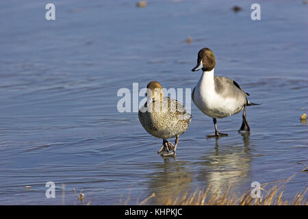 Northern pintail Anas acuta maschio e femmina Passeggiate sul ghiaccio Bosque del Apache National Wildlife Refuge Nuovo Messico USA Foto Stock