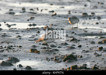 Grey plover Pluvialis squatarola avanzamento sul fango intercotidale Keyhaven paludi Riserva Naturale Hampshire Inghilterra Foto Stock