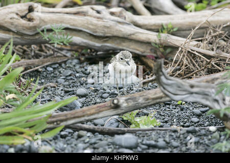 Fare doppio nastrare plover Charadrius bicinctus chick sulla spiaggia in pioggia di Kaikoura Nuova Zelanda Foto Stock