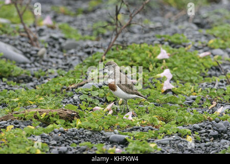 Fare doppio nastrare plover Charadrius bicinctus sulla spiaggia in pioggia di Kaikoura Nuova Zelanda Foto Stock