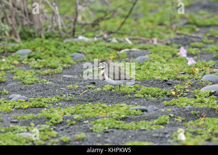 Fare doppio nastrare plover Charadrius bicinctus sulla spiaggia in pioggia di Kaikoura Nuova Zelanda Foto Stock