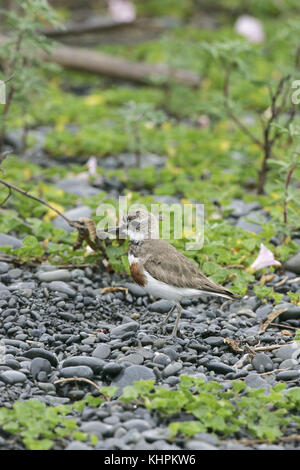 Fare doppio nastrare plover Charadrius bicinctus sulla spiaggia in pioggia di Kaikoura Nuova Zelanda Foto Stock