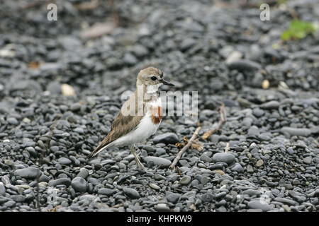 Fare doppio nastrare plover Charadrius bicinctus sulla spiaggia in pioggia di Kaikoura Nuova Zelanda Foto Stock