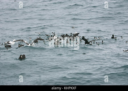 Il gigante del nord petrel Macronectes halli avanzamento sul mare con Cape pigeon Daption capense e vagare albatross Diomedia exulans Nuova Zelanda Foto Stock