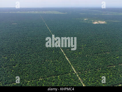 Olio di palma piantagione in Malaysia, vista dall'aereo. malaysia palm oil industry produce circa 90 milioni di tonnellate di biomassa lignocellulosico. Foto Stock