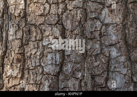 Solcato corteccia di una matura eastern Black Walnut Tree Foto Stock