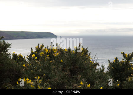 Guardando oltre il mare un giallo gorse bush dal di sopra barmouth, abermaw, Galles Foto Stock