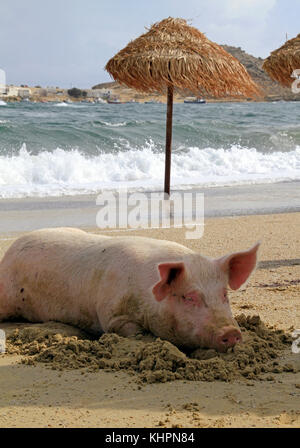 I suini a rilassarci in spiaggia a Mykonos, Grecia Foto Stock