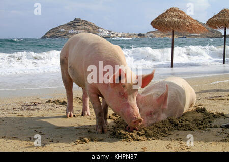 I suini a rilassarci in spiaggia a Mykonos, Grecia Foto Stock