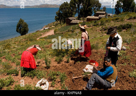 Diversi contadini del villaggio di Llachón piantano patate sulla riva del lago Titicaca. Isola Amantani, lago Titicaca, Puno, Perù Foto Stock