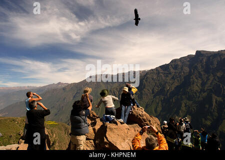 Cruz del Condor, punto di vista al Canyon del Colca, Perù. In Cruz del Cóndor, turisti cercare il luogo migliore dove si possono avvistare il condor andino flyin Foto Stock