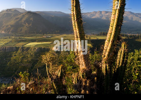 Paesaggio dell'altopiano peruviano nelle vicinanze del Canyon del Colca sul percorso che conduce alla Cruz del Cóndor. Canyon del Colca, Perù Foto Stock