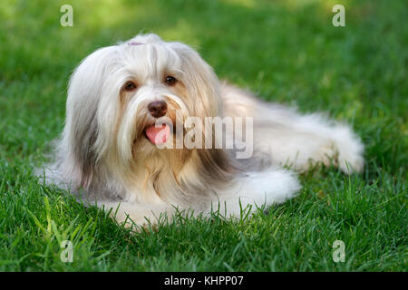 Affascinante cioccolato colorato sable havanese cane è giacente in erba - mostra champion Foto Stock