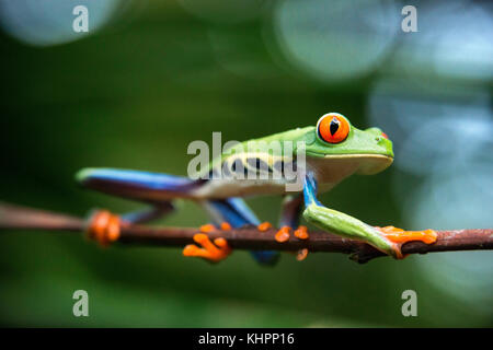 Con gli occhi rossi raganella, Agalychnis callidrias curioso treefrog foresta pluviale in Costa Rica, America centrale. Foto Stock