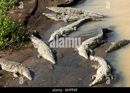 Giganti coccodrilli (Crocodylus acutus) poggiano sulle rive del Rio Tarcoles. Costa Rica. Coccodrillo americano (Crocodylus acutus). America centrale, Costa Ric Foto Stock
