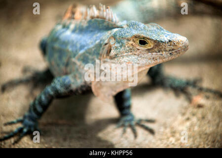 Nero Ctenosaur Iguana Ctenosaura similis adulto Manuel Antonio National Park Central Pacific Coast Costa Rica America centrale. Nero iguana Ctenosaura Foto Stock