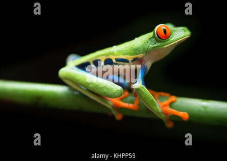 Con gli occhi rossi raganella, Agalychnis callidrias curioso treefrog foresta pluviale in Costa Rica, America centrale. Foto Stock