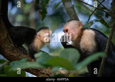 Bianco-guidato o bianco-fronte o bianco-throated cappuccino (Cebus capucinus) al Parco Nazionale di Manuel Antonio, Costa Rica, l'America centrale. Foto Stock