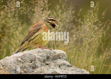 Il canto Cirl Bunting - emberiza cirlus seduto sulla roccia con erba in background. Foto Stock