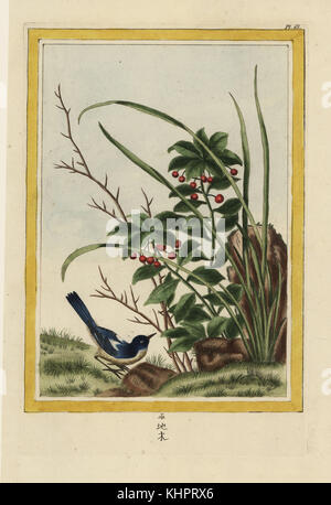 La Fougeroux. Marlberry, Ardisia japonica. Chiamato per Auguste-Denis Fougeroux de Bondaroy de l'Academie Royale des Sciences. Handcolored incisione da Pierre Joseph Buchoz' Collection precieuse et enluminee des Fleurs les plus belles et les plus curieuses, qui se cultivent tant dans les jardins de la lombata, que dans ceux de l'Europe, Parigi, 1776. Foto Stock